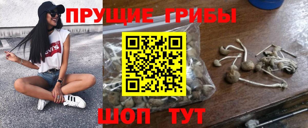 Псилоцибиновые грибы Cubensis Ейск